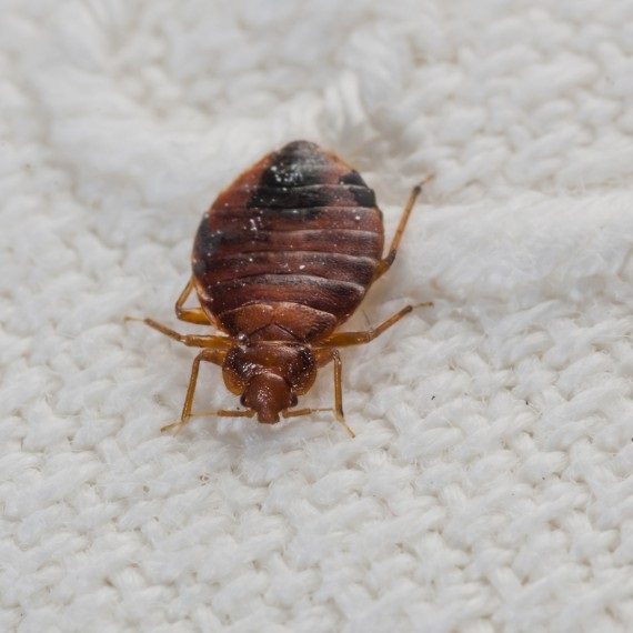 Bed Bugs, Pest Control in East Finchley, N2. Call Now! 020 8166 9746
