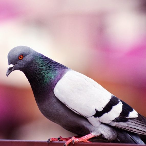 Birds, Pest Control in East Finchley, N2. Call Now! 020 8166 9746