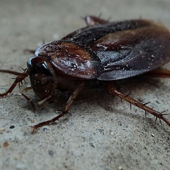 Cockroaches, Pest Control in East Finchley, N2. Call Now! 020 8166 9746