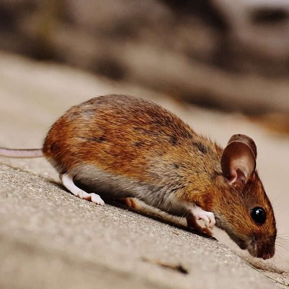 Mice, Pest Control in East Finchley, N2. Call Now! 020 8166 9746