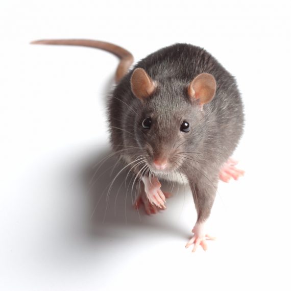 Rats, Pest Control in East Finchley, N2. Call Now! 020 8166 9746