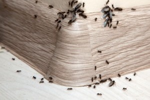 Ant Control, Pest Control in East Finchley, N2. Call Now 020 8166 9746