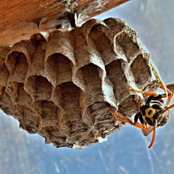 Wasps Nest, Pest Control in East Finchley, N2. Call Now! 020 8166 9746