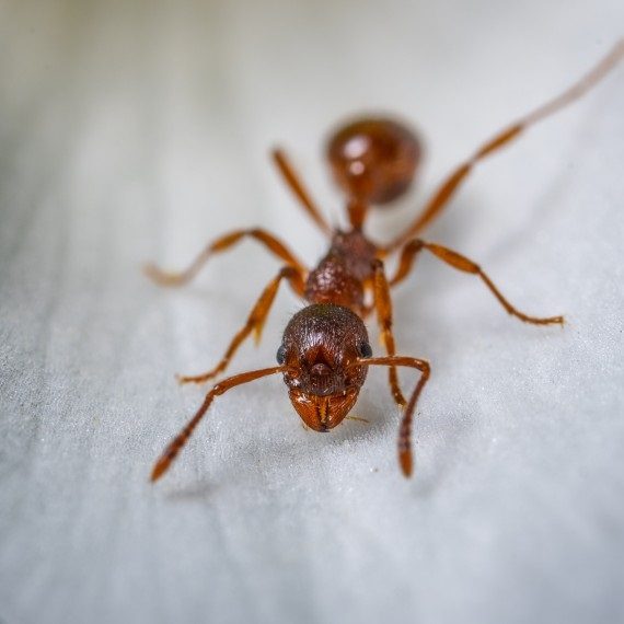 Field Ants, Pest Control in East Finchley, N2. Call Now! 020 8166 9746