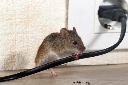 Pest Control in East Finchley, N2. Call Now! 020 8166 9746