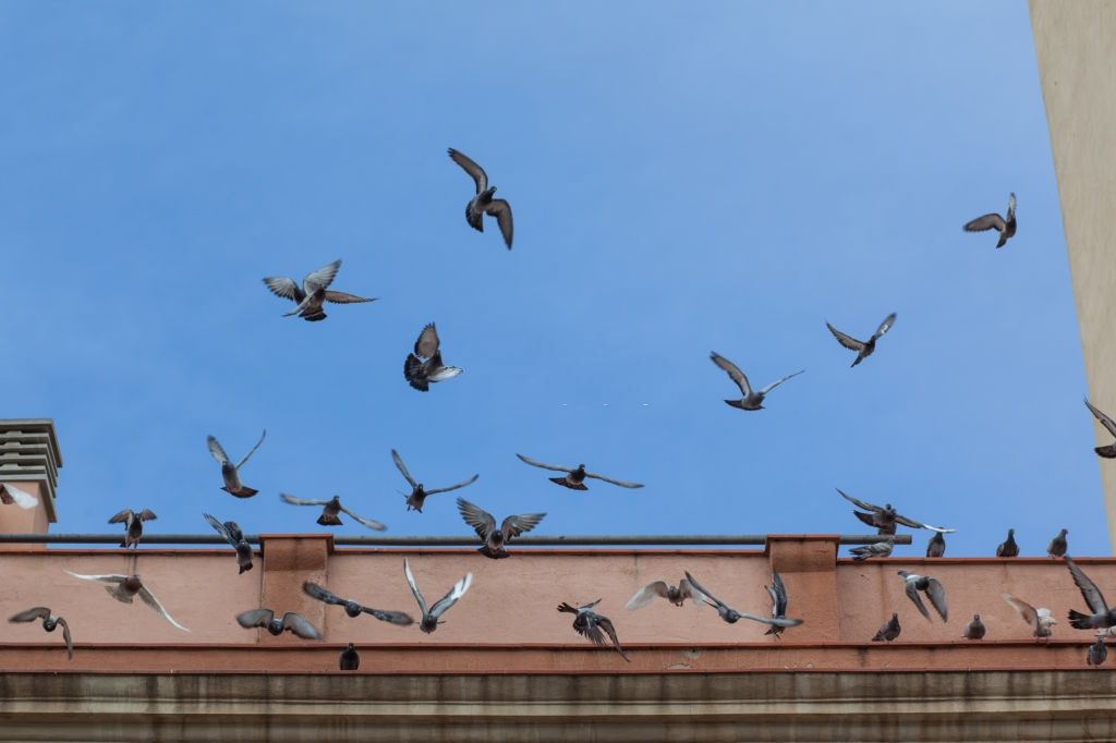 Pigeon Pest, Pest Control in East Finchley, N2. Call Now 020 8166 9746