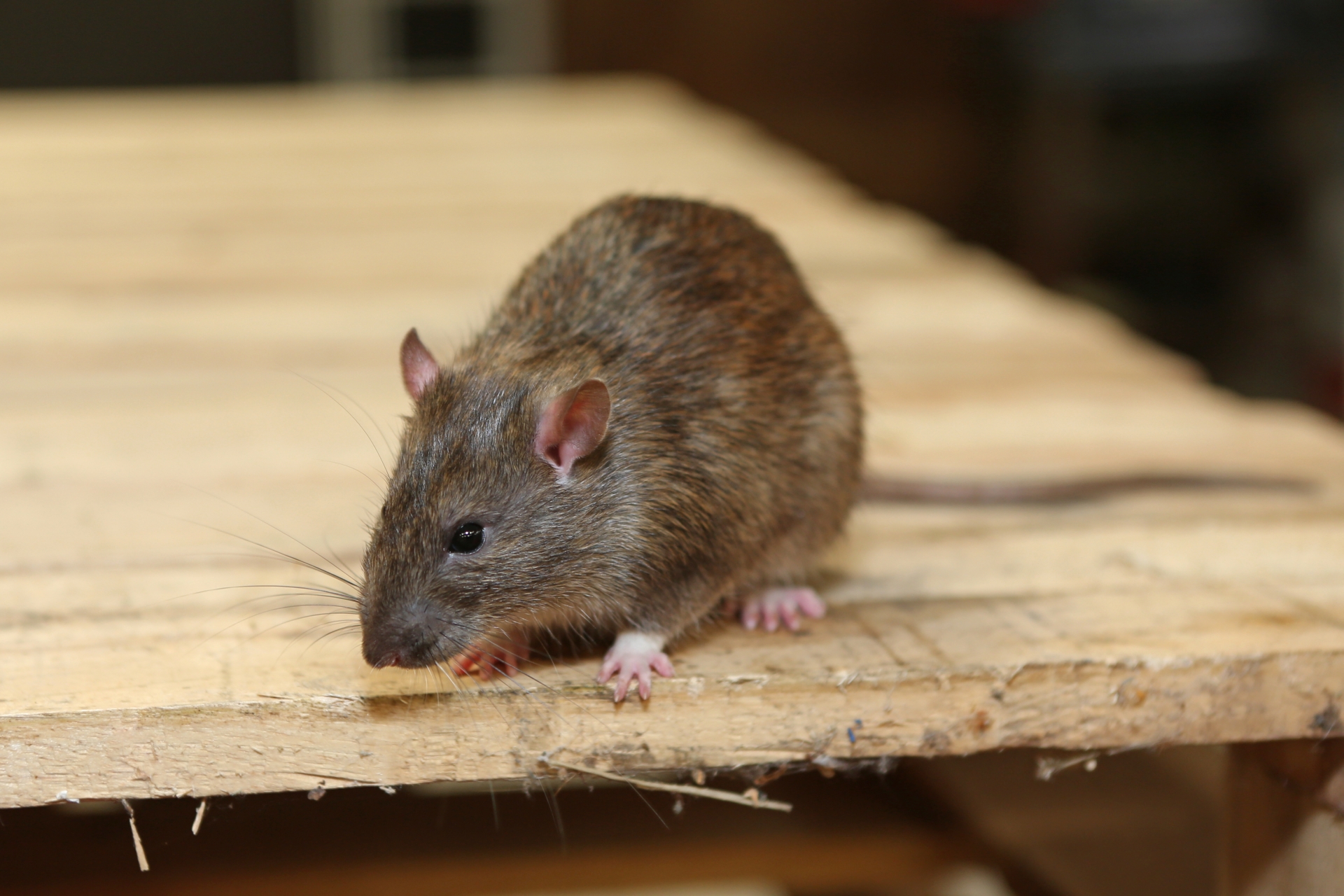 Rat Infestation, Pest Control in East Finchley, N2. Call Now 020 8166 9746
