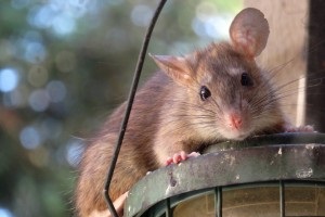 Rat extermination, Pest Control in East Finchley, N2. Call Now 020 8166 9746