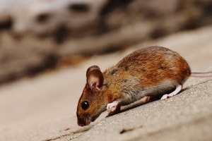 Mouse extermination, Pest Control in East Finchley, N2. Call Now 020 8166 9746