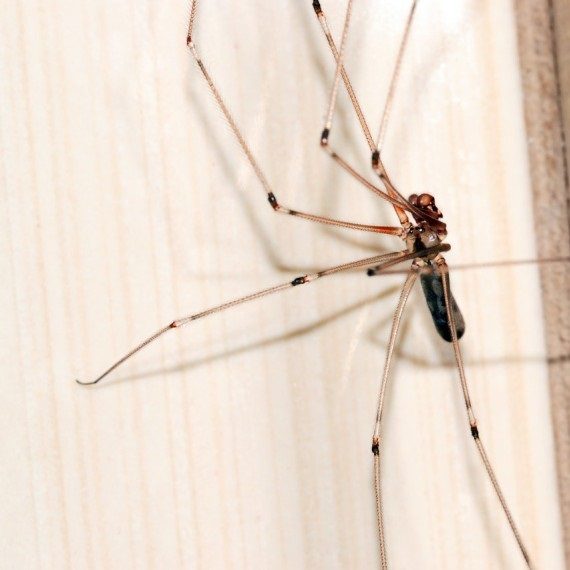 Spiders, Pest Control in East Finchley, N2. Call Now! 020 8166 9746